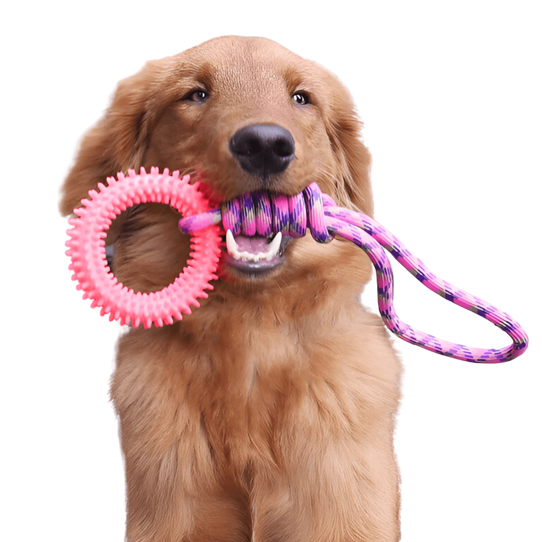 Interaktives Seilspielzeug für Hunde