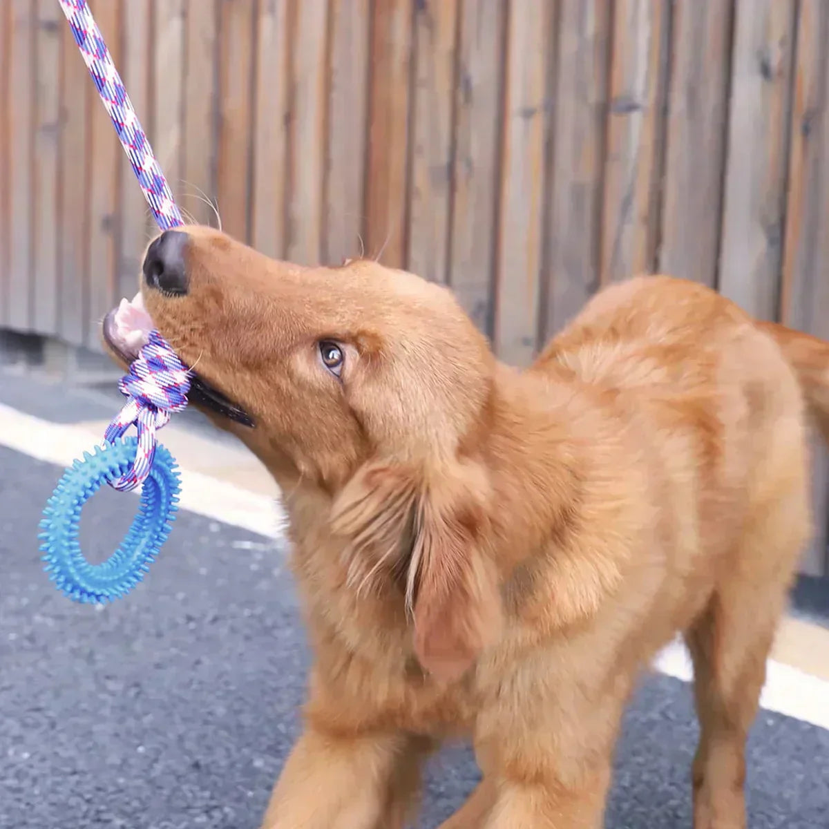 Interaktives Seilspielzeug für Hunde